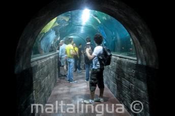 Sprachschüler in einem Aquarium Tunnel